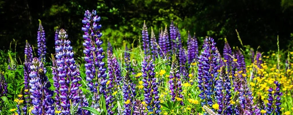 A field of purple lupines