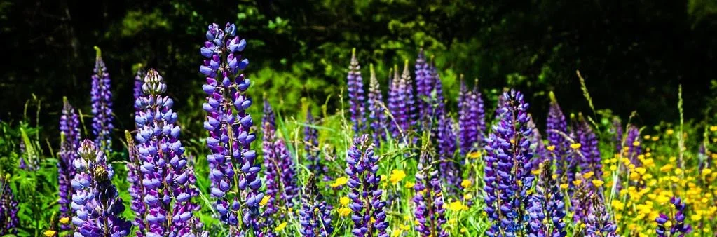 A field of purple lupines